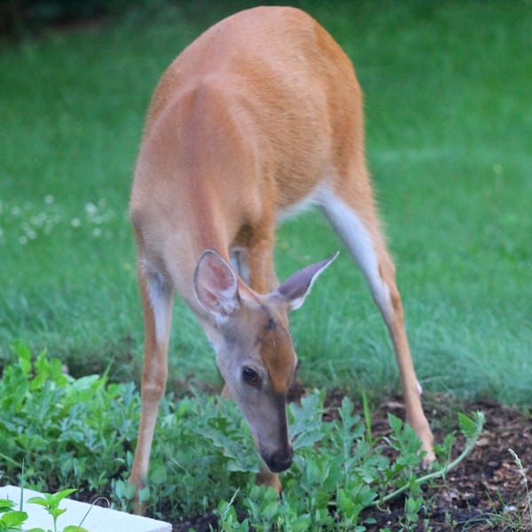 Deer