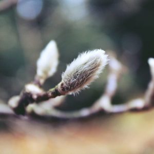 Pussy Willow