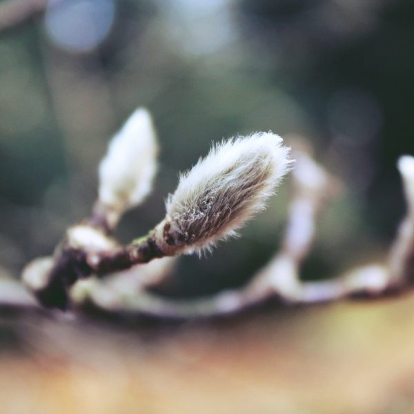 Pussy Willow