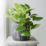 Health Benefits of Gardening and Growing Plants 
